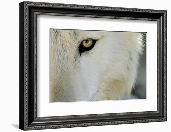 Ramah, New Mexico, United States. Wild Spirit Wolf Sanctuary-Julien McRoberts-Framed Photographic Print