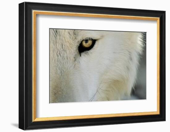 Ramah, New Mexico, United States. Wild Spirit Wolf Sanctuary-Julien McRoberts-Framed Photographic Print
