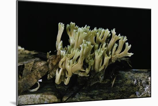 Ramaria Abietina (Green-Staining Coral Mushroom)-Paul Starosta-Mounted Photographic Print