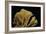 Ramaria Flavescens (Coral Fungus)-Paul Starosta-Framed Photographic Print