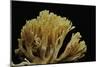 Ramaria Flavescens (Coral Fungus)-Paul Starosta-Mounted Photographic Print