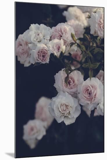 Rambling Roses-Irene Suchocki-Mounted Giclee Print