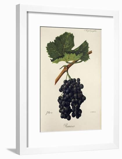 Ramisco Grape-J. Troncy-Framed Giclee Print