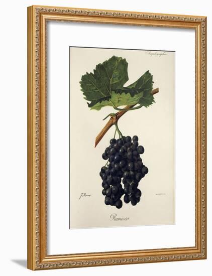 Ramisco Grape-J. Troncy-Framed Giclee Print