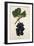 Ramisco Grape-J. Troncy-Framed Giclee Print