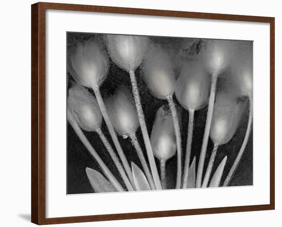 Ramo de Tulipanes-Moises Levy-Framed Photographic Print
