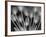 Ramo de Tulipanes-Moises Levy-Framed Photographic Print