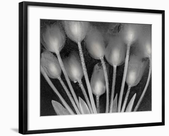 Ramo de Tulipanes-Moises Levy-Framed Photographic Print