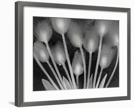 Ramo de Tulipanes-Moises Levy-Framed Photographic Print