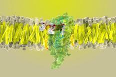 Cannabinoid Receptor Binding, Artwork-Ramon Andrade-Photographic Print