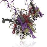 Cannabinoid Receptor Binding, Artwork-Ramon Andrade-Photographic Print