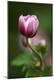 Premium Photographic Print