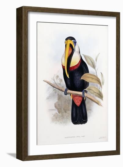 Ramphastos Inca-null-Framed Giclee Print