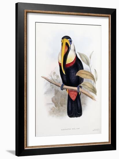 Ramphastos Inca-null-Framed Giclee Print