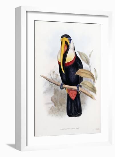 Ramphastos Inca-null-Framed Giclee Print