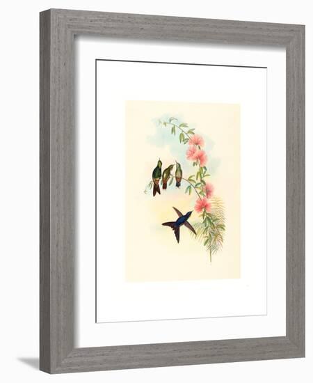 Ramphomicron Microrhyncha (Small Billed Thornbill), Colored Lithograph-Richter & Gould-Framed Giclee Print