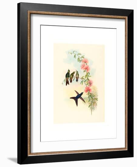 Ramphomicron Microrhyncha (Small Billed Thornbill), Colored Lithograph-Richter & Gould-Framed Giclee Print