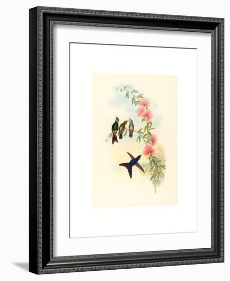 Ramphomicron Microrhyncha (Small Billed Thornbill), Colored Lithograph-Richter & Gould-Framed Giclee Print