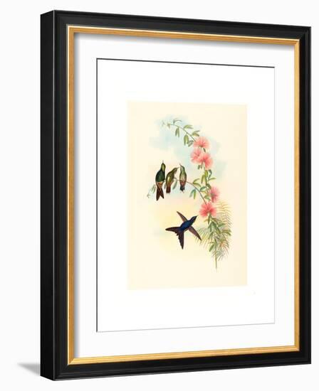 Ramphomicron Microrhyncha (Small Billed Thornbill), Colored Lithograph-Richter & Gould-Framed Giclee Print