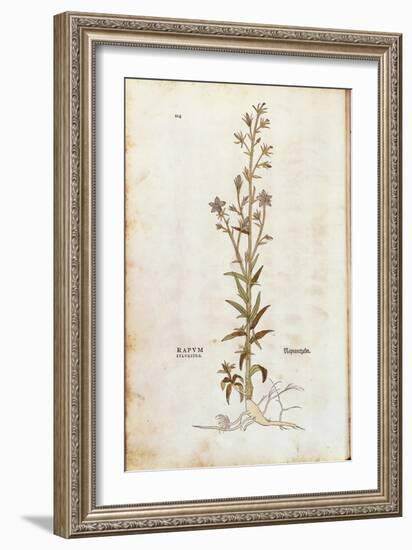 Rampion Bellflower - Campanula Rapunculus (Rapum Sylvestre) by Leonhart Fuchs from De Historia Stir-null-Framed Giclee Print