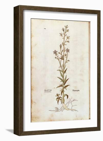 Rampion Bellflower - Campanula Rapunculus (Rapum Sylvestre) by Leonhart Fuchs from De Historia Stir-null-Framed Giclee Print