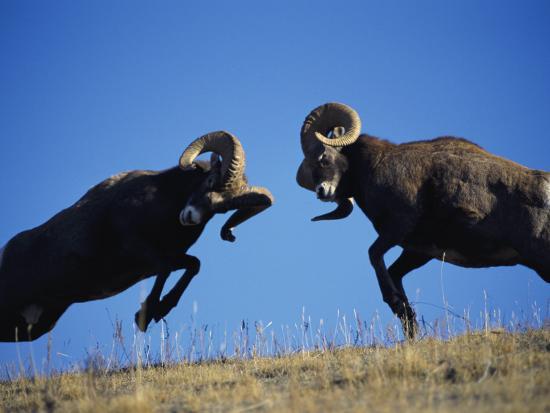 Rams Display Traditional Mating Season Behavior by Butting Heads'  Photographic Print - Jeff Foott | Art.com