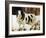 Ramsey-Sydney Edmunds-Framed Giclee Print