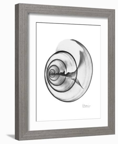 Ramshorn Shell Gray-Albert Koetsier-Framed Premium Giclee Print