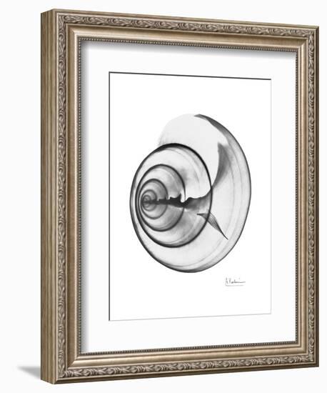 Ramshorn Shell Gray-Albert Koetsier-Framed Art Print