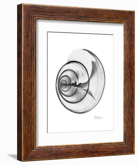 Ramshorn Shell Gray-Albert Koetsier-Framed Art Print