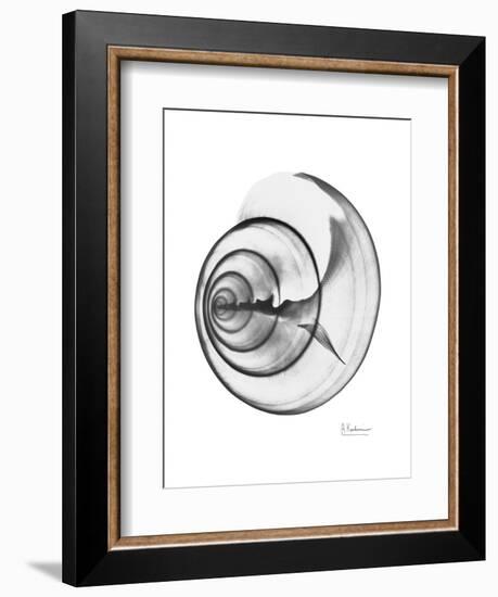 Ramshorn Shell Gray-Albert Koetsier-Framed Art Print