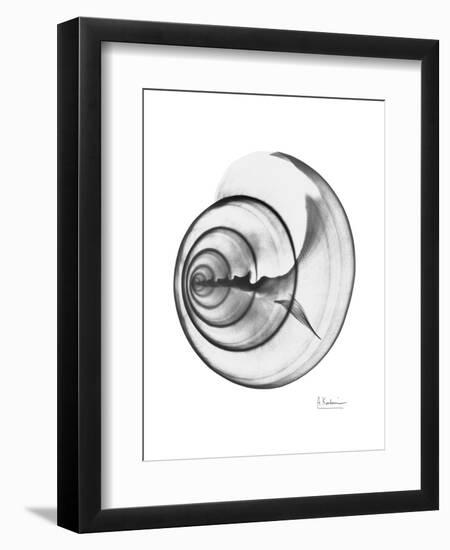 Ramshorn Shell Gray-Albert Koetsier-Framed Art Print