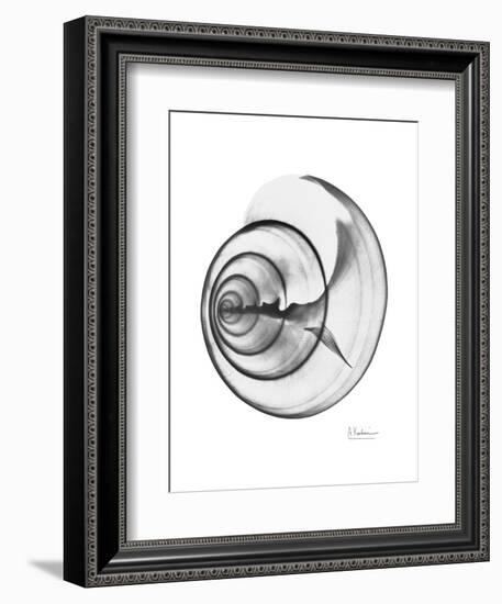 Ramshorn Shell Gray-Albert Koetsier-Framed Art Print