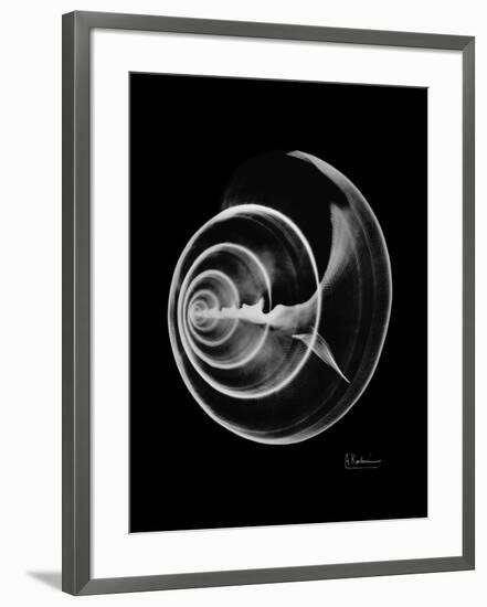 Ramshorn Shell Xray-Albert Koetsier-Framed Premium Giclee Print