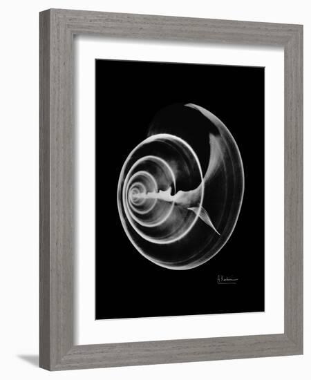 Ramshorn Shell Xray-Albert Koetsier-Framed Art Print