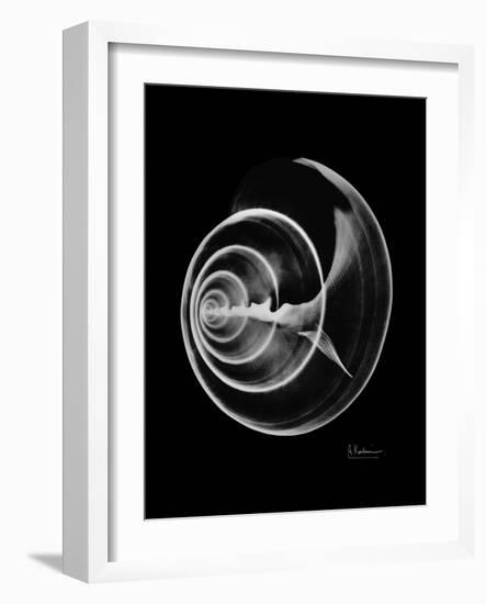 Ramshorn Shell Xray-Albert Koetsier-Framed Art Print