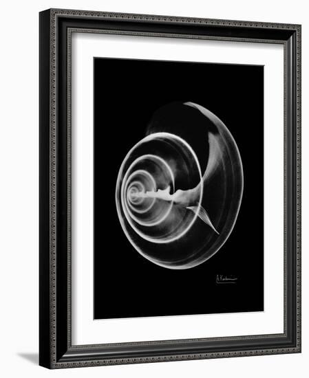 Ramshorn Shell Xray-Albert Koetsier-Framed Art Print