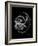 Ramshorn Shell Xray-Albert Koetsier-Framed Art Print