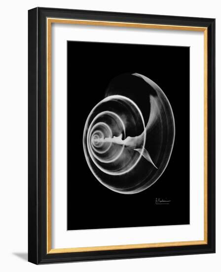 Ramshorn Shell Xray-Albert Koetsier-Framed Art Print