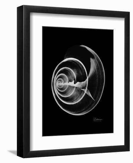 Ramshorn Shell Xray-Albert Koetsier-Framed Art Print