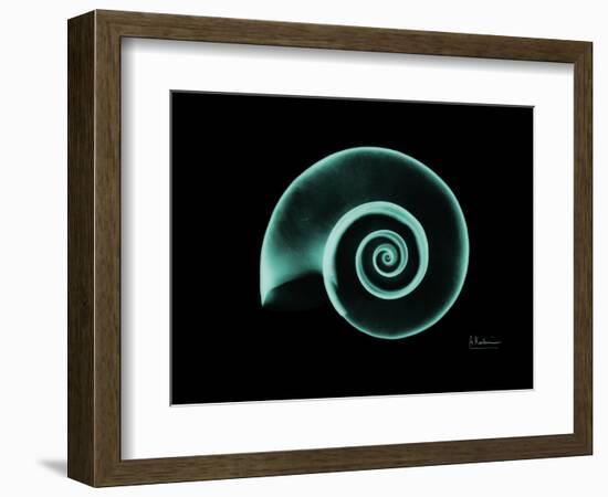 Ramshorn Snail Shell A-Albert Koetsier-Framed Premium Giclee Print