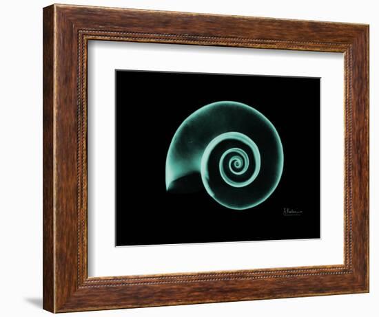 Ramshorn Snail Shell A-Albert Koetsier-Framed Premium Giclee Print