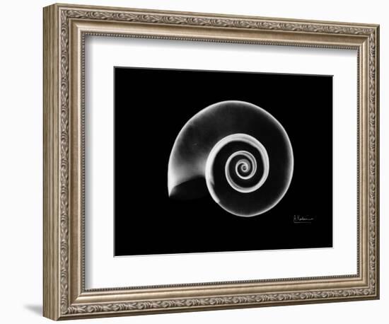 Ramshorn Snail Shell Xray-Albert Koetsier-Framed Art Print