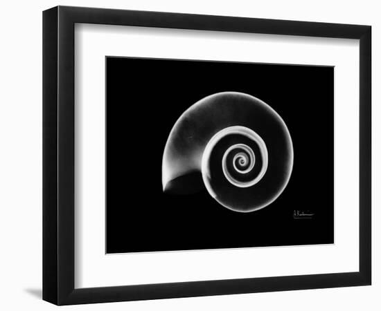 Ramshorn Snail Shell Xray-Albert Koetsier-Framed Art Print