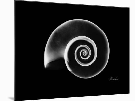 Ramshorn Snail Shell Xray-Albert Koetsier-Mounted Premium Giclee Print