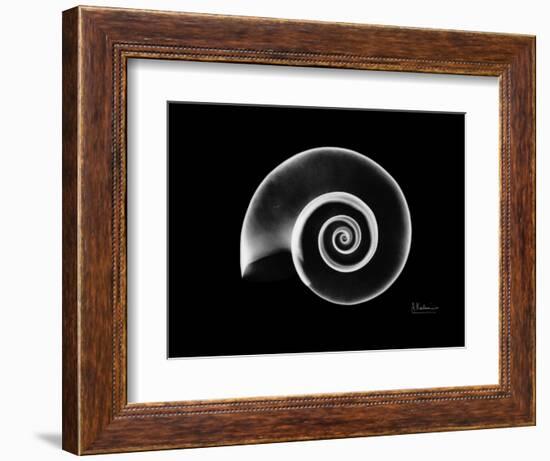 Ramshorn Snail Shell Xray-Albert Koetsier-Framed Premium Giclee Print