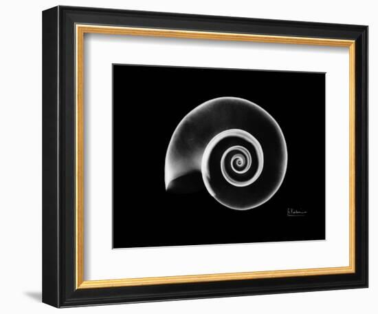 Ramshorn Snail Shell Xray-Albert Koetsier-Framed Premium Giclee Print