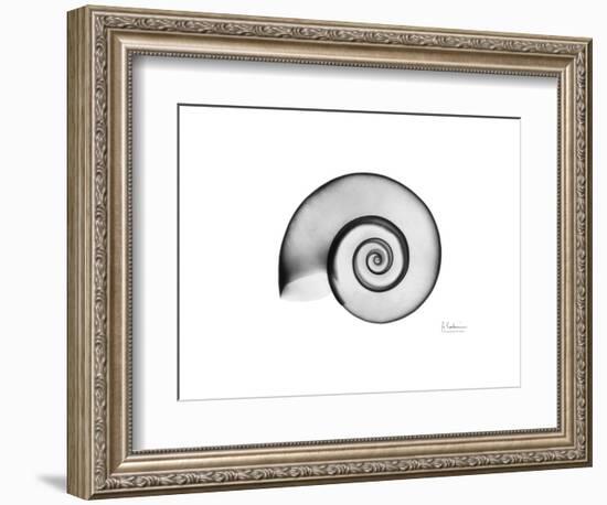 Ramshorn Snail Shell-Albert Koetsier-Framed Premium Giclee Print