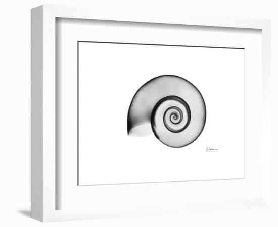 Ramshorn Snail Shell-Albert Koetsier-Framed Premium Giclee Print