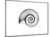 Ramshorn Snail Shell-Albert Koetsier-Mounted Premium Giclee Print